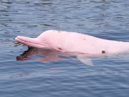 Pink delfin