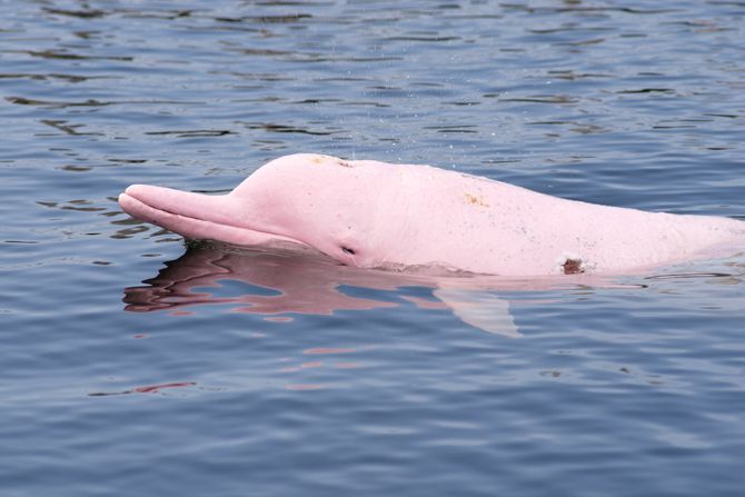 Pink delfin