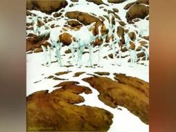 Optička iluzija konj