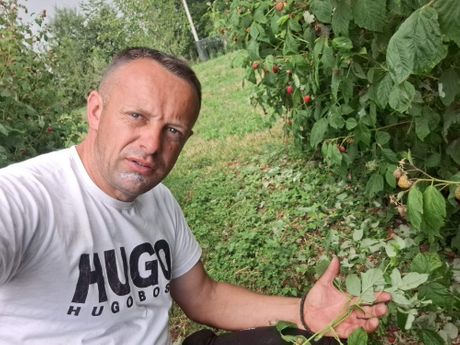 Prijepolje, grad, maline