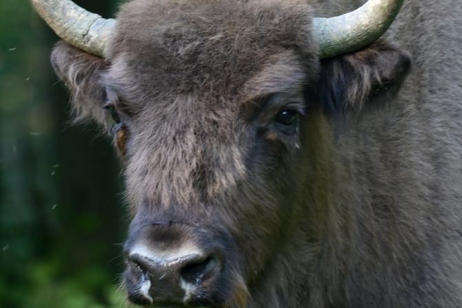 Nacionalni park Fruška gora, bizon Nacionalni park Fruška gora, bizon