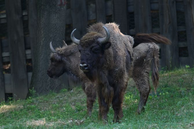 Nacionalni park Fruška gora, bizon