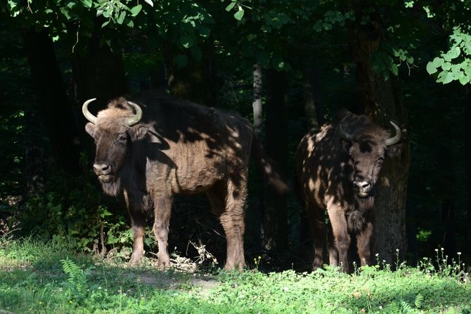 Nacionalni park Fruška gora, bizon Nacionalni park Fruška gora, bizon