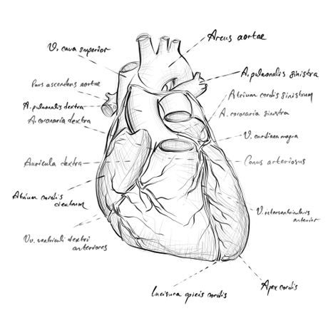 Dijagram srca