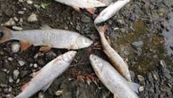 Horor u reci Kolubari: Stotine mrtvih riba pluta po površini ili je nasukano na obalu, ove slike zgranule sve
