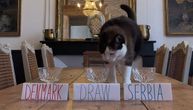Mačka predvidela pobednika za meč Srbija - Danska: Evo koga je izabrala
