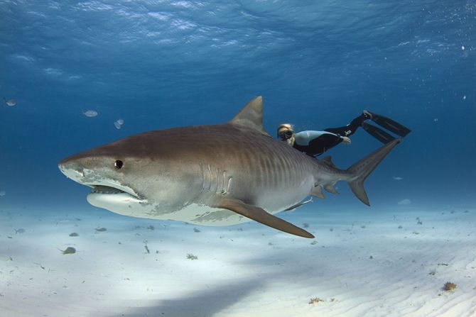 Ocean Ramsey, Oušn Remzi pliva sa ajkulama