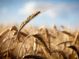 pšenica, žito, poljoprivreda