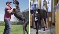 Kevin, najviši pas na svetu, uginuo nekoliko dana nakon što je poneo zvaničnu titulu Ginisovog rekorda
