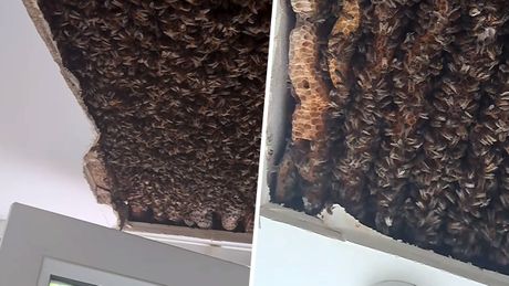 Pčele u plafonu