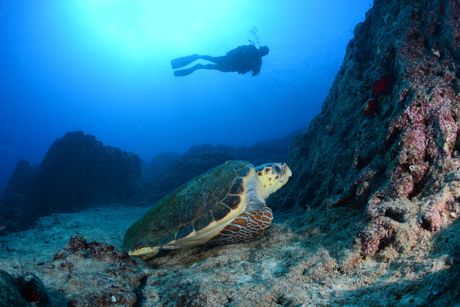 Glavata morska kornjača