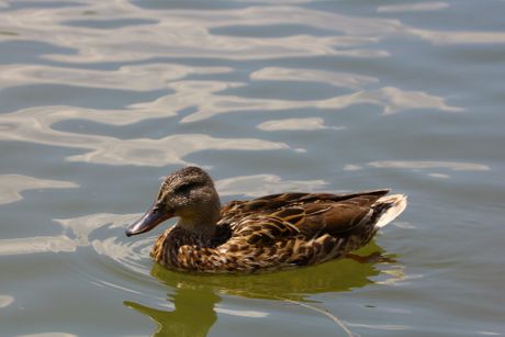 Jezero Šumarice Lepo vreme Toplo vreme Topao dan