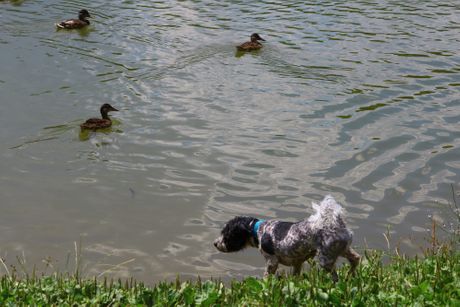 Jezero Šumarice Lepo vreme Toplo vreme Topao dan
