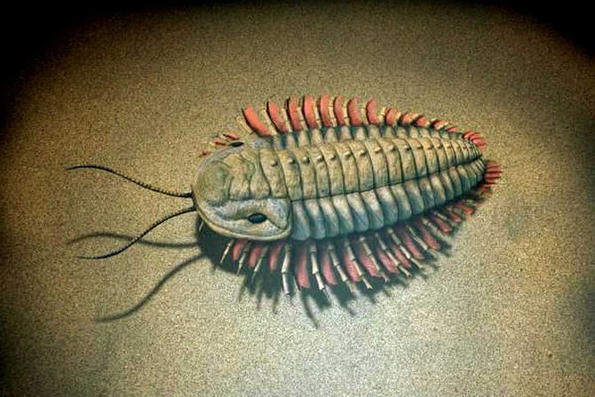 trilobit