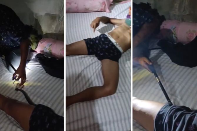 kobra u boksericama kobra u boksericama