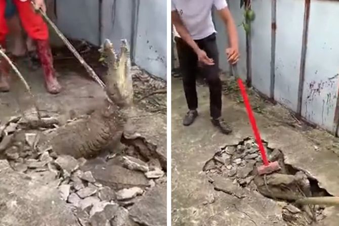 krokodil ispod trotoara krokodil ispod trotoara