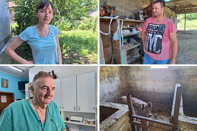 Sin i snaja, Snežana Radojković, svinja Sin i snaja, Snežana Radojković, svinja