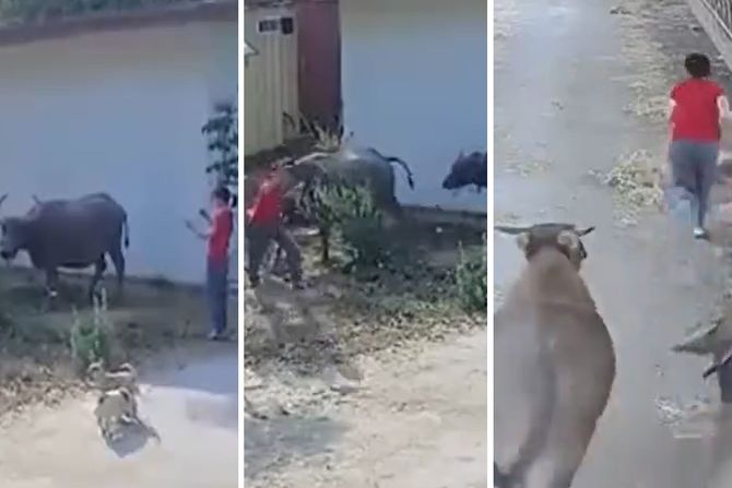 napad bika napad bika