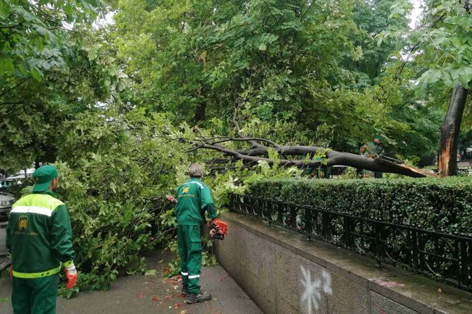 Beograd nevreme intervencije palo drvo Beograd nevreme intervencije palo drvo