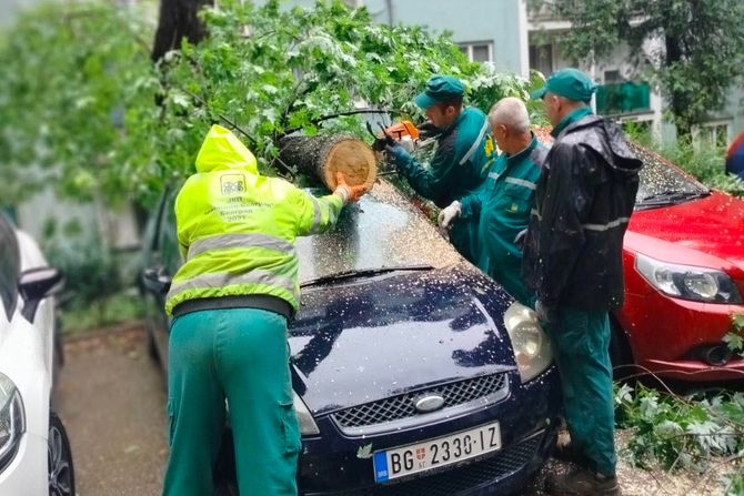 Beograd nevreme intervencije palo drvo