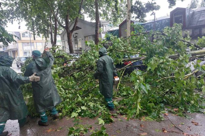 Beograd nevreme intervencije palo drvo