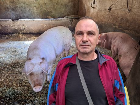 Milovan Dinić, napad svinje
