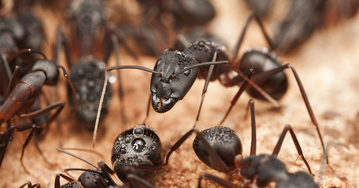 Mravi vam uništavaju dvorište? Evo kako da ih se rešite bez haosa - i da se ne vrate posle nedelju dana