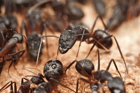 Mravi drvodelje