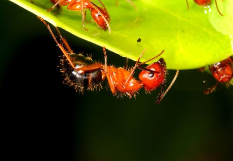 Mravi sa Floride