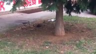 Ovakav fajt niste skoro videli! Hit snimak iz Osijeka kruži mrežama, mnoge je nasmejao, nekima je zaledio krv