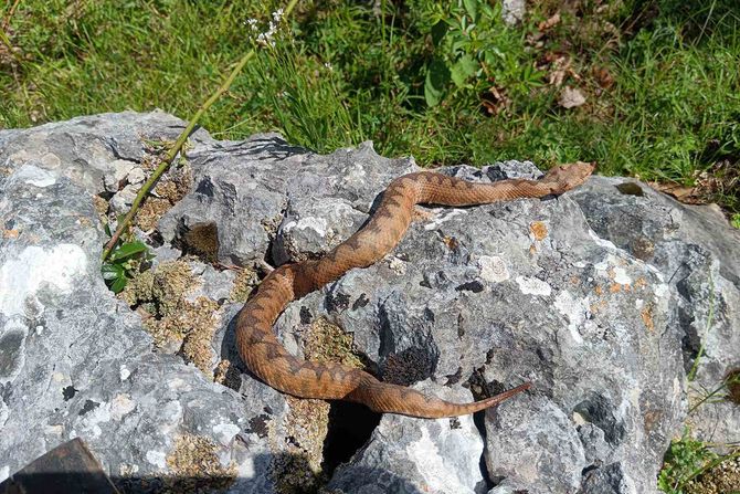 Poskok Darko i Vado Hrvatska