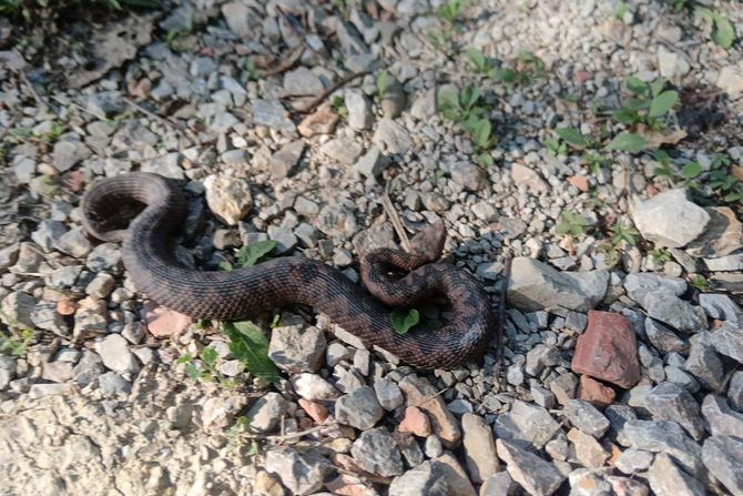 Poskok Darko i Vado Hrvatska Poskok Darko i Vado Hrvatska