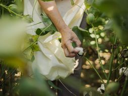 Better Cotton i Pepco