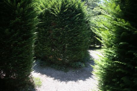 Lavirint od žive ograde, Park Vrnjačka banja