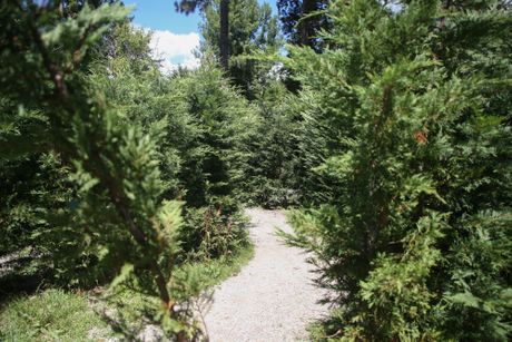 Lavirint od žive ograde, Park Vrnjačka banja