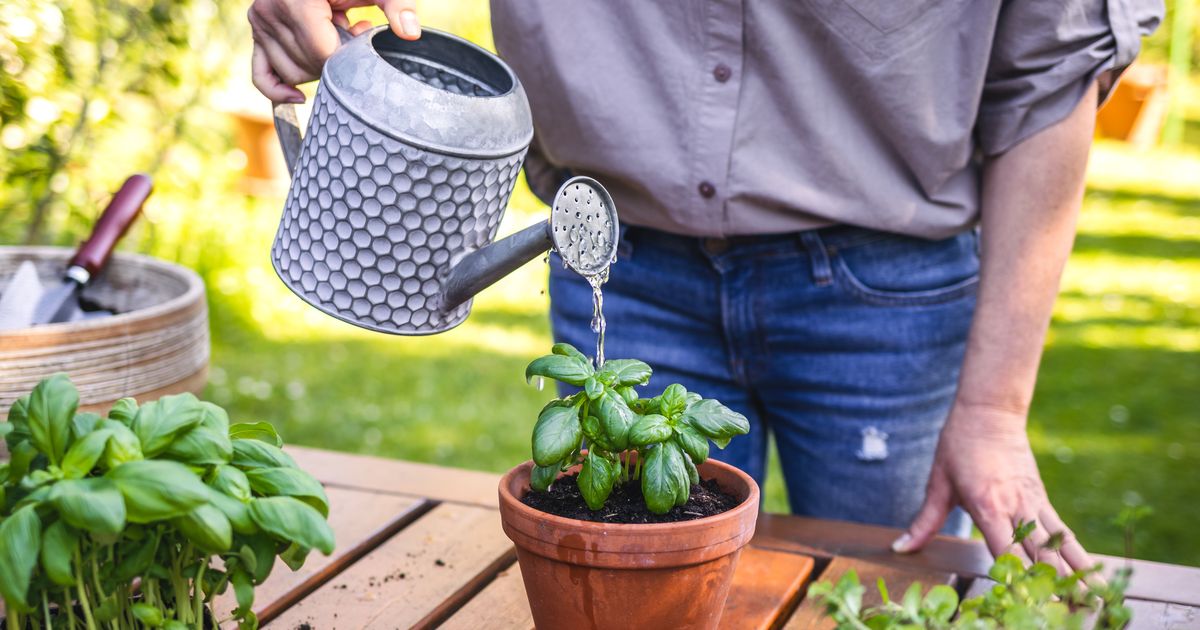 Godinama smo grešili: Nikada ne stavljajte ovo na dno saksije ako želite da vam biljke prežive