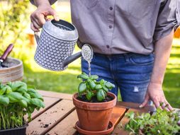 saksija, biljka, dvorište, zalivanje, zalivanje biljke