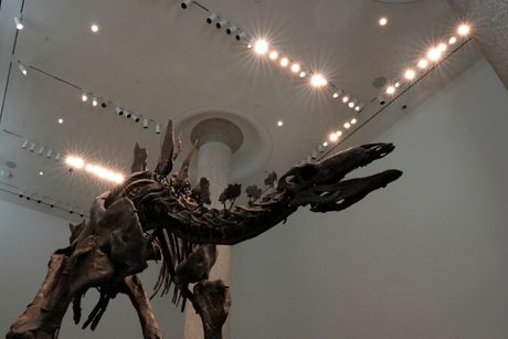 Stegosaurus skeleton dinosaurus