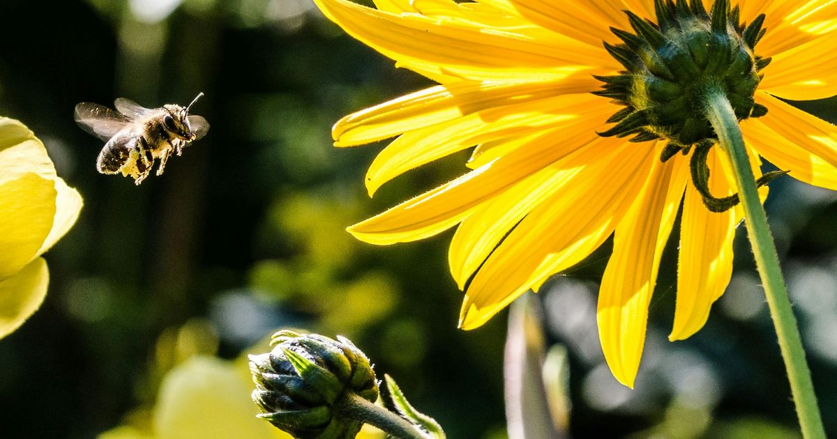 Prvi regionalni festival pčelarstva Bee Fest, u Beogradu, 1. februara