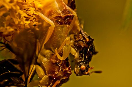 ambush bug, Phymatinae, parenje