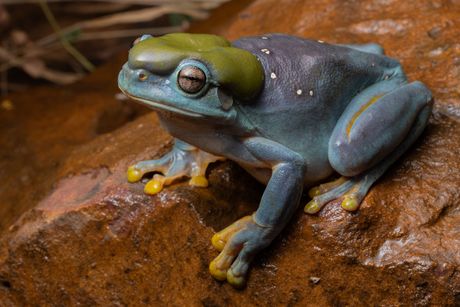 Litoria splendida