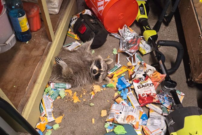 Rakun u krađi Rakun u krađi