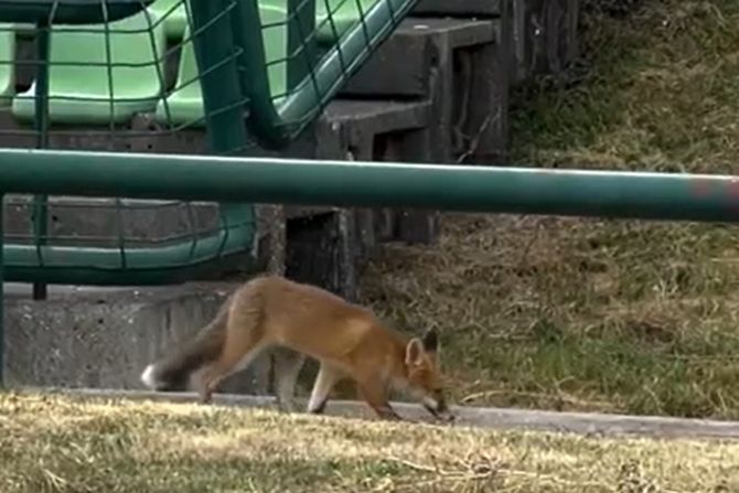 Lisica na stadionu Koševo