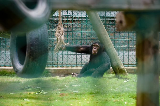 majmun zoo vrt majmun zoo vrt