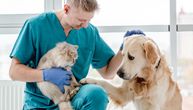 Veterinari zgroženi ponašanjem nekih vlasnika: Dovedu ljubimca na eutanaziju, pa se vrate kad sve bude gotovo