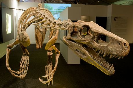 hererasaurus