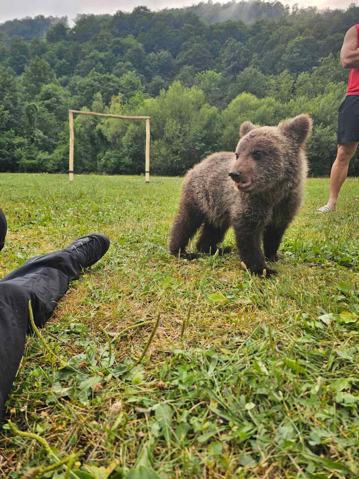 Meče siroče našlo zaštitnika: Pogledajte emotivan snimak iz Jajca, hrani ga na cuclu kao rođeno dete