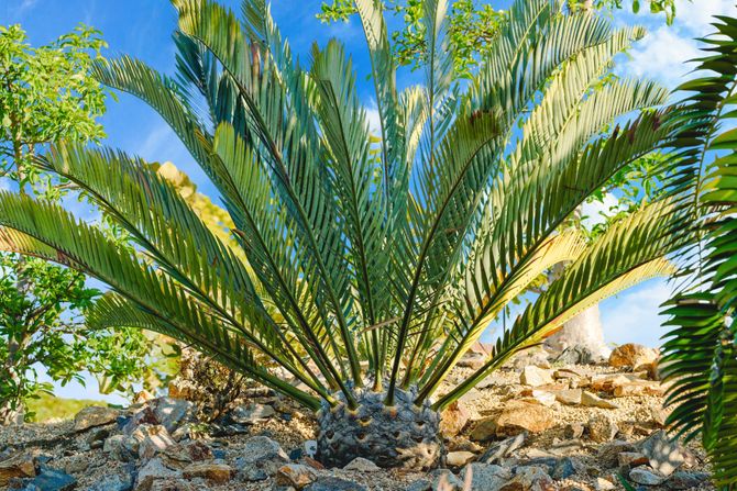 Encephalartos woodii