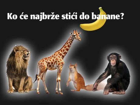 Test ličnosti lav žirafa veverica majmun Ko će najbrže stići do banane