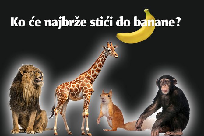 Test ličnosti lav žirafa veverica majmun Ko će najbrže stići do banane Test ličnosti lav žirafa veverica majmun Ko će najbrže stići do banane